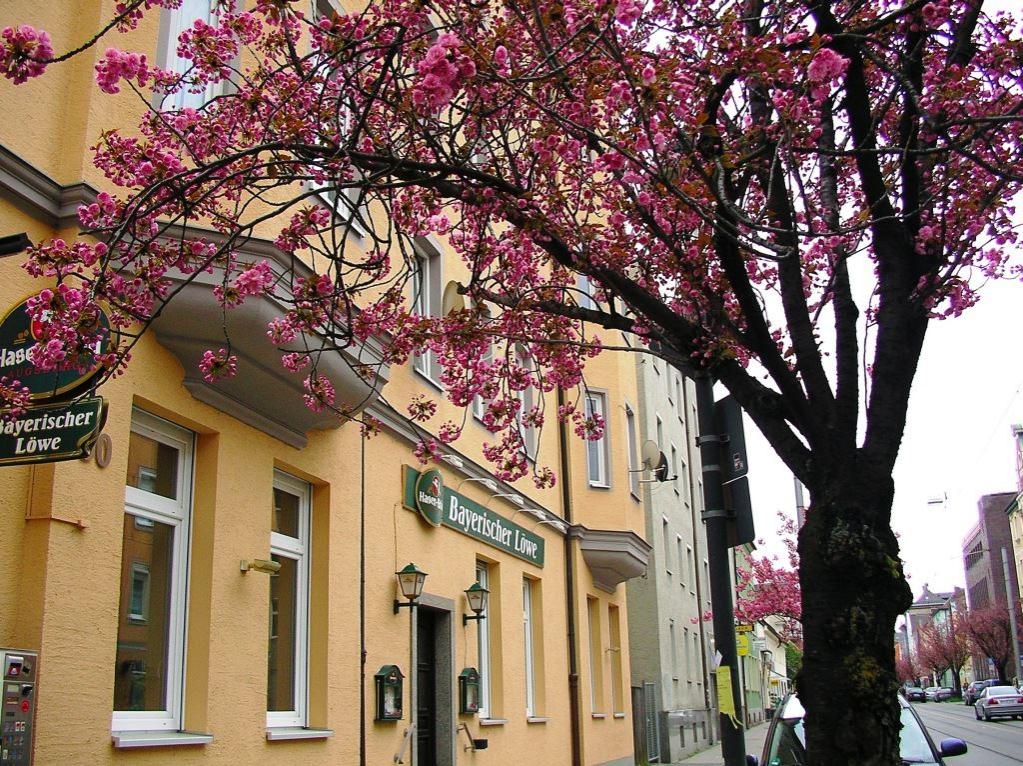 Japanischer Kirschblütenbaum in der Ulmer Straße